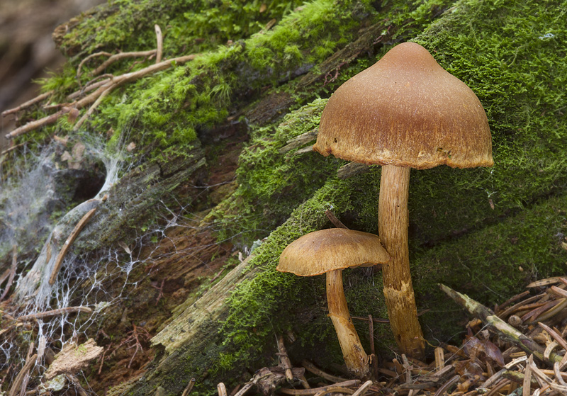 Cortinarius gentilis